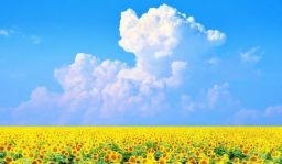 夏季休業のお知らせ